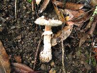 Amanita novinupta image