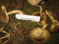 Tricholoma luridum image