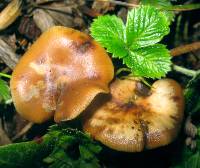 Psilocybe cyanescens image