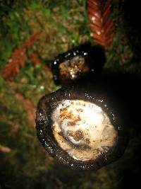 Coprinus comatus image