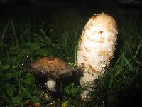 Coprinus comatus image