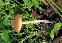 Psilocybe caerulescens image