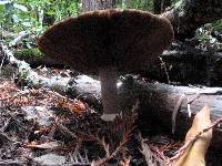 Agaricus deardorffensis image