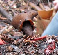 Gyromitra infula image