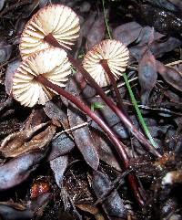 Marasmius plicatulus image