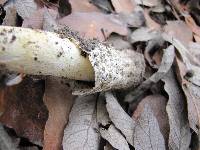 Amanita caesarea image