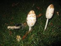 Coprinus comatus image