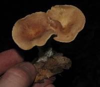 Clitocybe gibba image