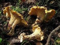 Cantharellus californicus image