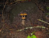 Psilocybe zapotecorum image