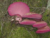 Fistulina guzmanii image