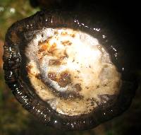 Coprinus comatus image