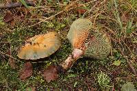 Lactarius deliciosus image