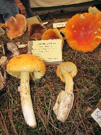 Amanita caesarea image