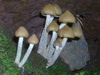 Psilocybe zapotecorum image