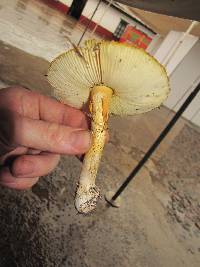 Amanita yema image