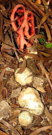 Clathrus ruber image