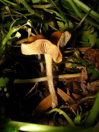 Psilocybe cyanescens image