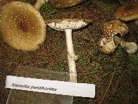 Amanita pantherina image