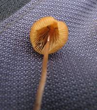 Psilocybe mexicana image