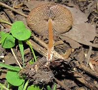 Psilocybe caerulescens image