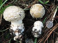 Amanita gemmata image