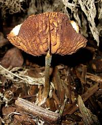 Psilocybe cyanescens image