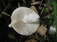 Amanita ocreata image