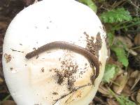 Amanita ocreata image