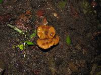 Psilocybe caerulescens image