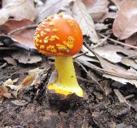 Amanita flavoconia var. inquinata image