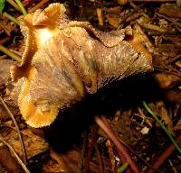 Psilocybe cyanescens image