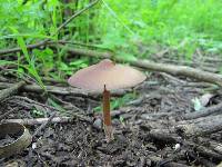 Psilocybe caerulescens image