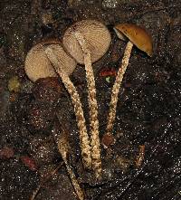 Psilocybe zapotecorum image