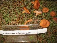 Lactarius chrysorrheus image