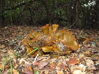 Omphalotus olivascens image