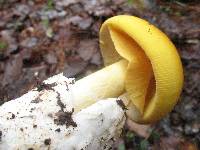 Amanita laurae image