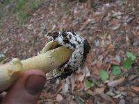 Amanita caesarea image