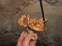 Gomphus kauffmanii image