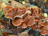 Psilocybe cyanescens image