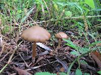 Psilocybe caerulescens image