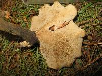 Polyporus varius image