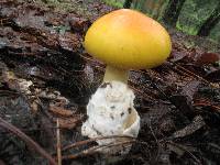 Amanita laurae image