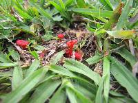 Hygrocybe cantharellus image