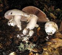 Agaricus xanthodermus image