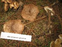 Macrolepiota procera var. procera image