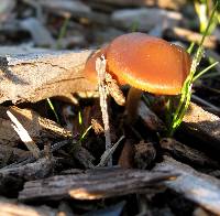 Psilocybe cyanescens image