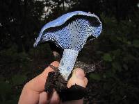 Lactarius indigo image