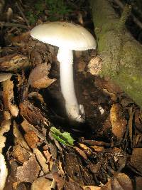 Amanita ocreata image