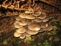 Hypholoma fasciculare image